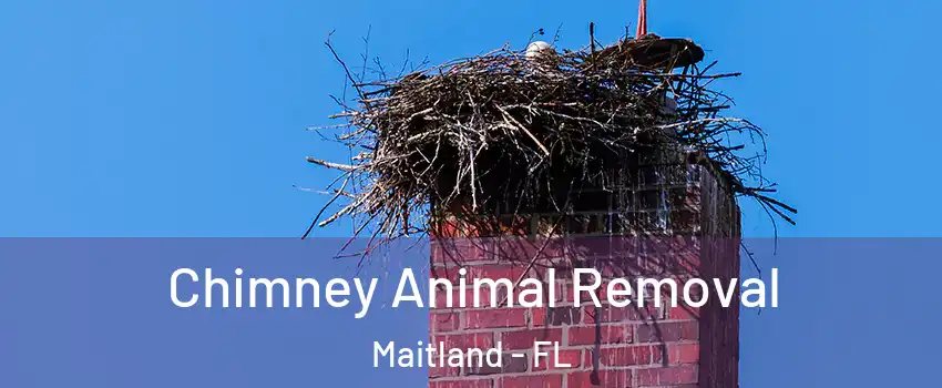  Chimney Animal Removal Maitland - FL