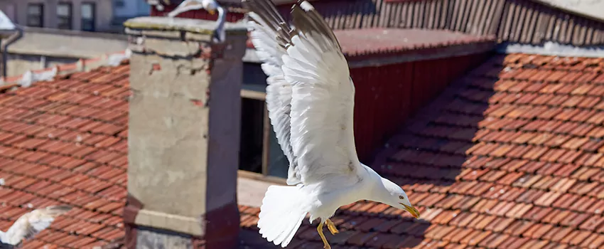 Residential Chimney Animal Removal Solution in Maitland, FL