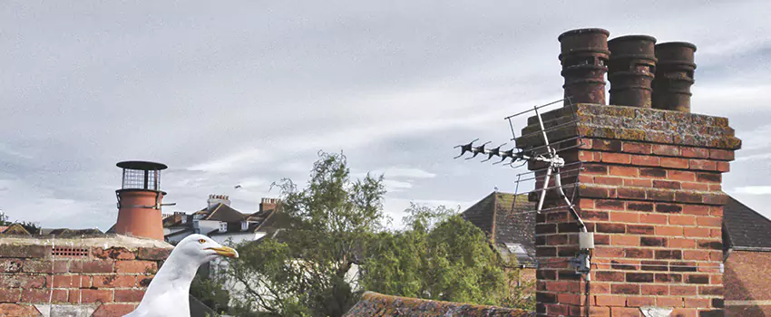 Chimney Cleaning And Restoration in Maitland, Florida